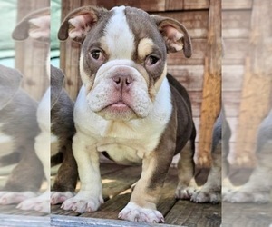 English Bulldog Puppy for sale in TUCSON, AZ, USA