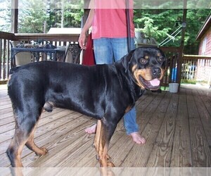 Father of the Rottweiler puppies born on 05/19/2019