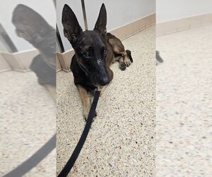 Mutt Dogs for adoption in Imlay City, MI, USA