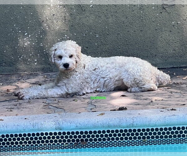 Medium Photo #2 Poodle (Miniature) Puppy For Sale in Woodland Hills, CA, USA