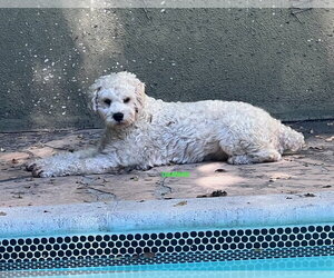 DARWIN - Male Poodle (Miniature) Dog for Adoption - Photo #2