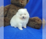 Small Photo #1 Pomeranian Puppy For Sale in MARIONVILLE, MO, USA