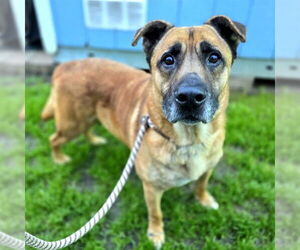 KINGSTON - Male German Shepherd Dog Dog for Adoption - Photo #2