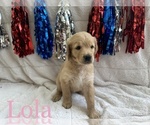 Small Photo #14 Goldendoodle Puppy For Sale in BLUFFTON, IN, USA
