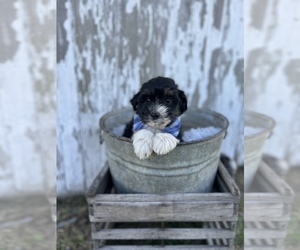 Aussie-Poo-Aussiedoodle Miniature Mix Puppy for sale in CENTRALIA, IL, USA