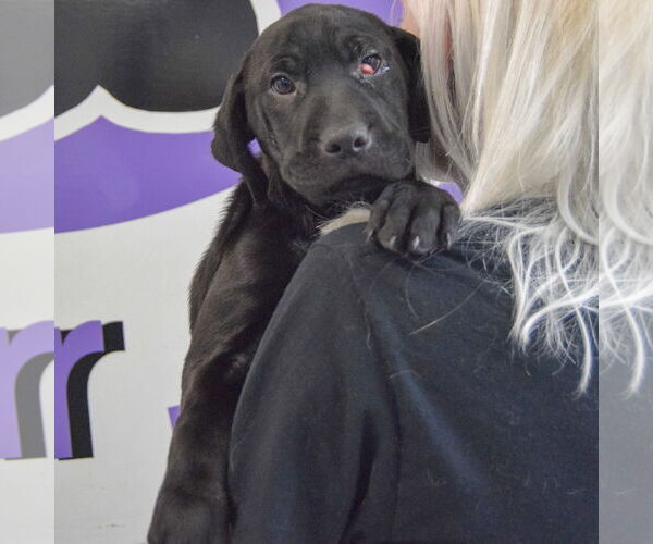 Medium Photo #5 Mutt Puppy For Sale in Huntley, IL, USA