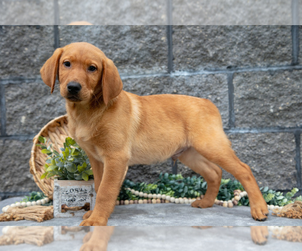 Medium Photo #3 Labrador Retriever Puppy For Sale in MILLERSBURG, OH, USA