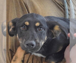 Shepweiller Dogs for adoption in Huntley, IL, USA