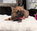 Small Photo #9 French Bulldog Puppy For Sale in GOSHEN, IN, USA