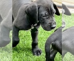 Small Photo #7 Great Dane Puppy For Sale in MARICOPA, AZ, USA