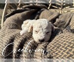 Small #13 Poochon