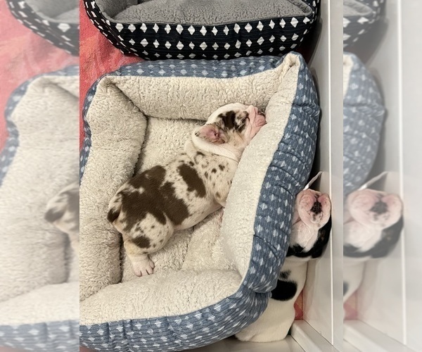 Medium Photo #6 English Bulldog Puppy For Sale in FAYETTEVILLE, NC, USA