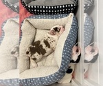 Small #5 English Bulldog