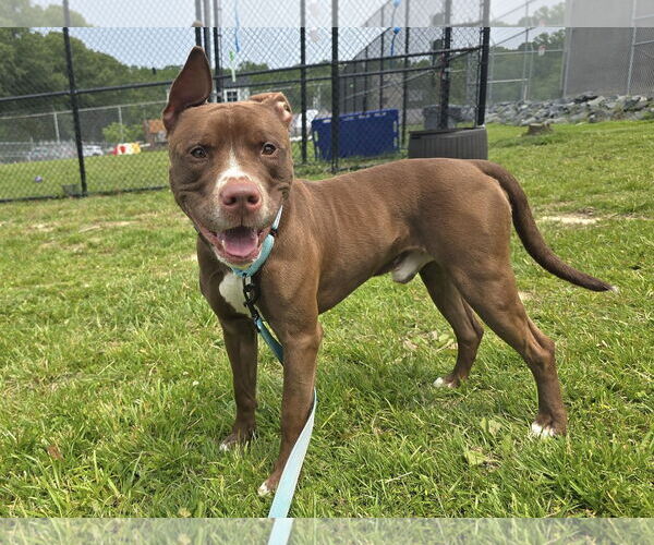 Medium Photo #2 American Pit Bull Terrier-Unknown Mix Puppy For Sale in Millersville, MD, USA