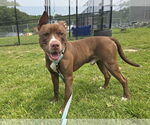Small #1 American Pit Bull Terrier Mix