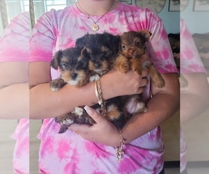 Yorkshire Terrier Puppy for sale in MELBOURNE, FL, USA
