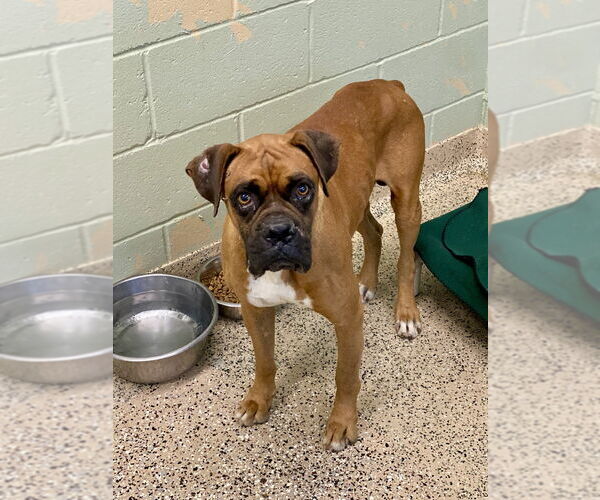 Medium Photo #3 Boxer Puppy For Sale in Austin, TX, USA