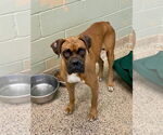 Small #2 Boxer
