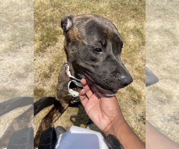 Medium Photo #1 German Shepherd Dog-Unknown Mix Puppy For Sale in COLUMBIA, MD, USA