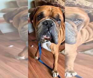 Boxer Dogs for adoption in Burnsville, MN, USA