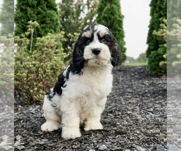 Medium Photo #2 Miniature Bernedoodle Puppy For Sale in WARSAW, IN, USA
