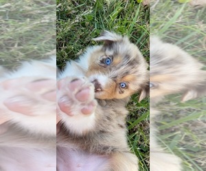 Australian Shepherd Puppy for sale in SHELBYVILLE, TN, USA