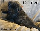Small Photo #7 Mastiff Puppy For Sale in MANSFIELD, OH, USA