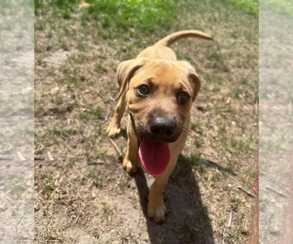 Medium Photo #2 Boxer-Unknown Mix Puppy For Sale in Chester, VA, USA