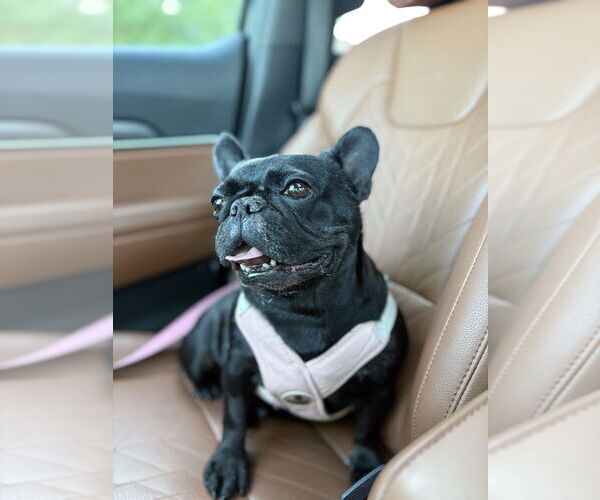 Medium Photo #6 French Bulldog-Unknown Mix Puppy For Sale in Lakewood, CO, USA