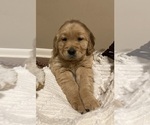Small #2 Golden Retriever