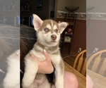 Small Photo #2 Pomsky-Siberian Husky Mix Puppy For Sale in PLAINWELL, MI, USA
