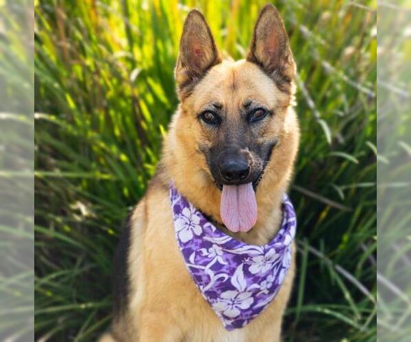 Medium Photo #3 German Shepherd Dog Puppy For Sale in Camarillo, CA, USA