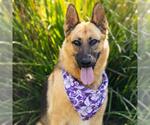 Small #2 German Shepherd Dog
