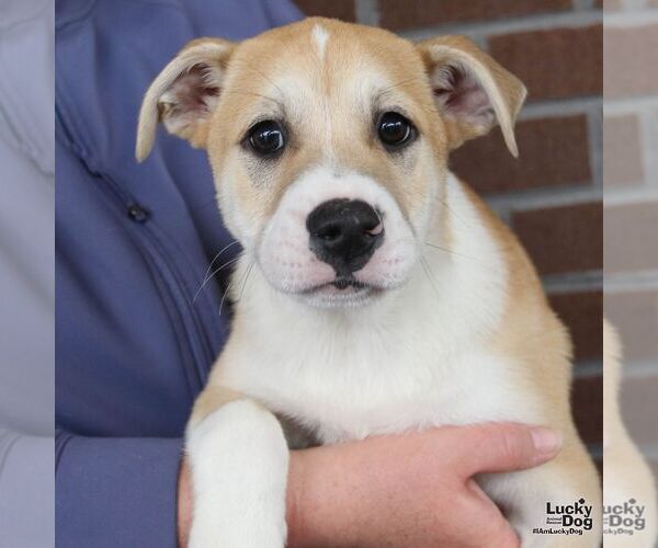 Medium Photo #1 Mutt Puppy For Sale in Washington, DC, USA