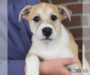 Mutt Dogs for adoption in Washington, DC, USA
