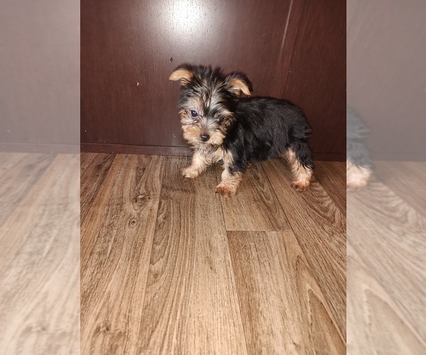 Medium Photo #10 Yorkshire Terrier Puppy For Sale in LAPEER, MI, USA
