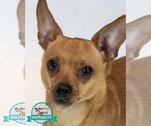 Chihuahua Dogs for adoption in Kennesaw, GA, USA