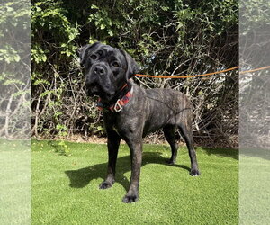 Mutt Dogs for adoption in Goodyear, AZ, USA