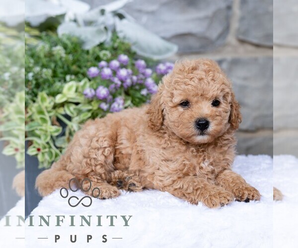 Medium Photo #6 Havapoo Puppy For Sale in LEWISBURG, PA, USA
