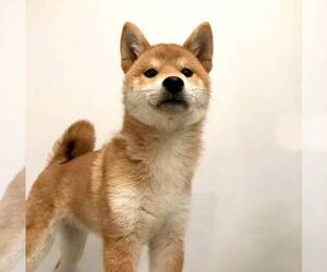 Shiba Inu Puppy for sale in EASTVALE, CA, USA