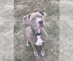 Small American Pit Bull Terrier-Staffordshire Bull Terrier Mix
