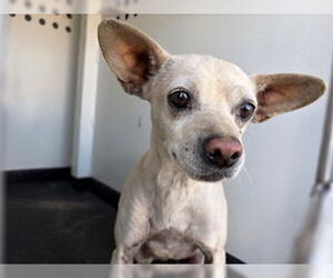 Chihuahua-Unknown Mix Dogs for adoption in Bakersfield, CA, USA