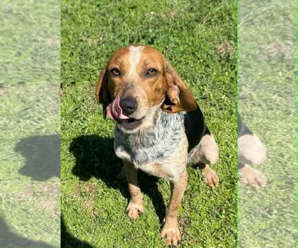 Medium Photo #3 Beagle-Unknown Mix Puppy For Sale in Woodbury, NY, USA