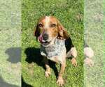 Small #2 Beagle Mix