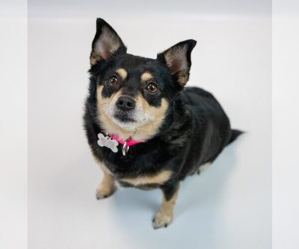 Medium Photo #5 Chihuahua Puppy For Sale in Kennesaw, GA, USA