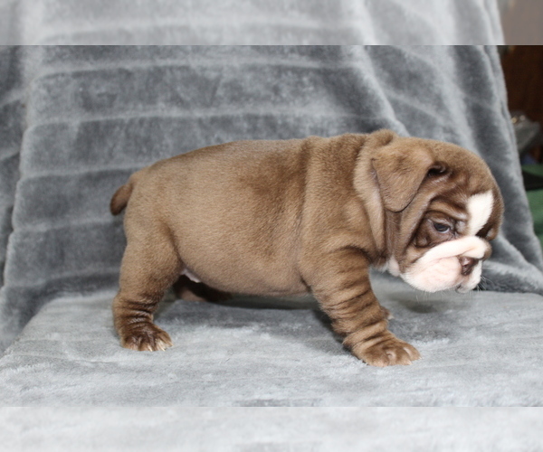 Medium Photo #15 Bulldog Puppy For Sale in BRANDON, FL, USA