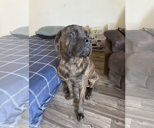 Medium Photo #3 Mastiff Puppy For Sale in Goodyear, AZ, USA