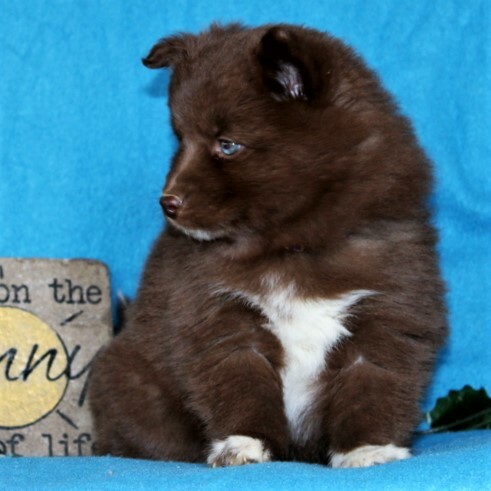 Medium Photo #4 Pomsky Puppy For Sale in GAP, PA, USA