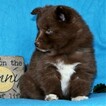 Small Photo #4 Pomsky Puppy For Sale in GAP, PA, USA