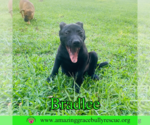 Small #3 Chow Chow Mix
